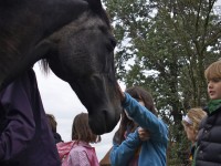 FitzGerald Farms | Youth Equestrian Camp